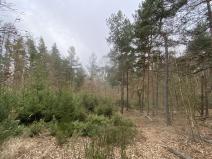 Prodej lesa, Miloňovice - Sudkovice, 2768 m2