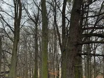 Prodej podílu lesa, Heřmánky, 845 m2