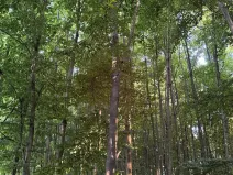 Prodej lesa, Vlašim, 3990 m2