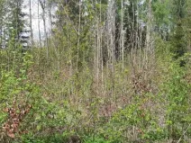 Prodej lesa, Frýdlant nad Ostravicí, 648 m2