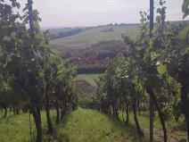 Prodej sadu/vinice, Blučina, 2677 m2