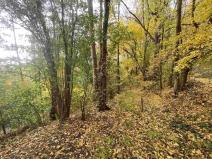 Prodej pozemku, Svijany, 4905 m2