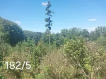 Prodej lesa, Okrouhlá Radouň, 2395 m2