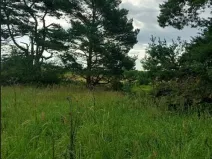 Prodej lesa, Ústrašín, 1179 m2