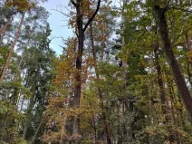 Prodej lesa, Chrášťany, 11900 m2