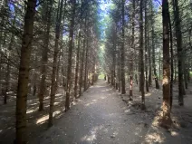 Prodej lesa, Lánov - Horní Lánov, 15278 m2