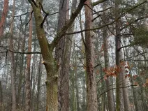 Prodej podílu lesa, Vlastec, 2339 m2