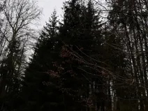 Prodej lesa, Předslav, 6263 m2