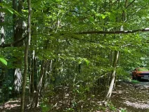 Prodej lesa, Krásná, 824 m2