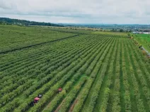 Prodej sadu/vinice, Červené Pečky, 13966 m2