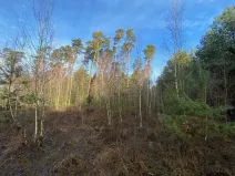 Dražba lesa, Veliny, 5028 m2