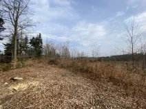 Prodej lesa, Zborov, 9290 m2