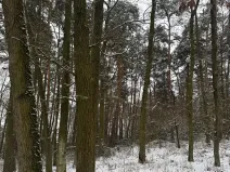 Prodej podílu lesa, Štítary, 3942 m2