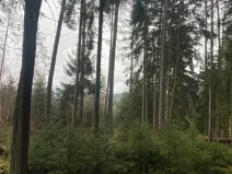 Prodej lesa, Kolinec - Buršice, 1299 m2