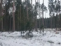 Prodej lesa, Častrov, 1295 m2