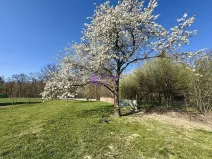 Pronájem zahrady, Olomouc - Hodolany, 1636 m2