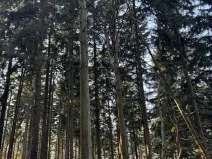 Prodej lesa, Liberec, 14111 m2