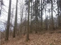 Prodej podílu lesa, Postřelmůvek, 5208 m2
