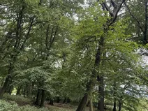 Prodej podílu lesa, Bílina, 2704 m2