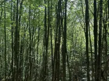 Prodej lesa, Valašská Polanka, 2904 m2