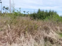 Prodej lesa, Mladoňovice, 2261 m2