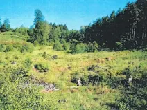 Prodej lesa, Slavíkov, 8906 m2