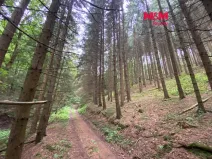 Prodej lesa, Strážná, 11485 m2