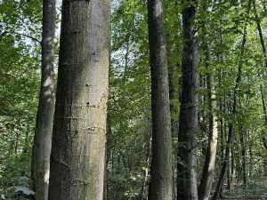 Prodej podílu lesa, Mikulovice, 17663 m2