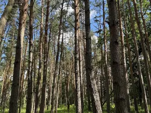 Prodej lesa, Náměšť nad Oslavou, 32927 m2