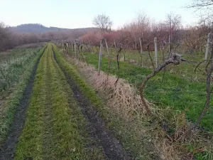 Prodej sadu/vinice, Břestek, 1507 m2