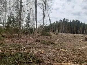 Prodej podílu lesa, Zubčice, 12787 m2