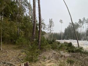 Prodej lesa, Břežany, 1000 m2