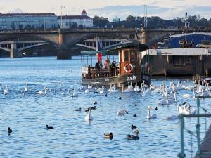 Prodej bytu 1+kk, Praha - Nusle, Bělehradská, 41 m2