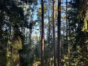 Prodej lesa, Sousedovice, 1546 m2