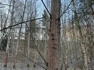 Prodej lesa, Mělnické Vtelno, 14454 m2