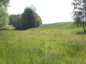 Dražba louky, Pluhův Žďár, 2746 m2