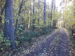 Dražba lesa, Římov, 2102 m2