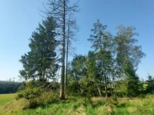 Prodej lesa, Rančířov, 9391 m2