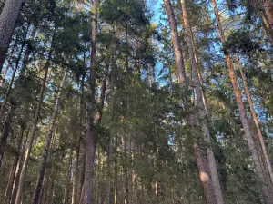Prodej lesa, Hluboká nad Vltavou, 18006 m2