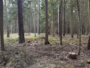 Prodej lesa, Hluboká nad Vltavou, 18006 m2