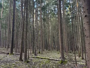 Prodej lesa, Hluboká nad Vltavou, 18006 m2