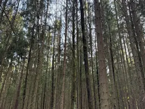 Prodej lesa, Hluboká nad Vltavou, 18006 m2