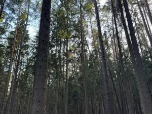 Prodej lesa, Hluboká nad Vltavou, 18006 m2