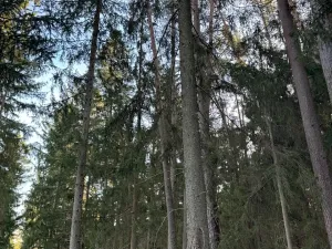 Prodej lesa, Hluboká nad Vltavou, 18006 m2