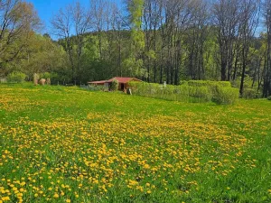Dražba louky, Omlenice, 4505 m2