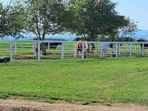 Prodej bytu 2+kk, Holubice, 90 m2