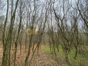 Dražba lesa, Šarovy, 11619 m2