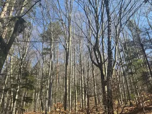 Prodej lesa, Kunčice pod Ondřejníkem, 7144 m2