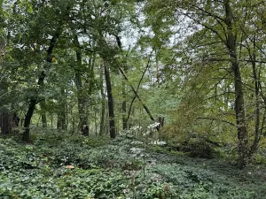 Prodej podílu pozemku, Plaňany, 23569 m2