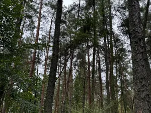 Prodej podílu pozemku, Plaňany, 23569 m2